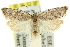 (Tortrix sp. ANIC7 - 11ANIC-10315)  @14 [ ] CreativeCommons - Attribution (2011) ANIC/CBG Photography Group Centre for Biodiversity Genomics