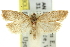  (Tortrix phaeoneura - 11ANIC-10324)  @11 [ ] CreativeCommons - Attribution (2011) ANIC/CBG Photography Group Centre for Biodiversity Genomics