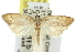  (Tortrix eusticha - 11ANIC-10326)  @15 [ ] CreativeCommons - Attribution (2011) ANIC/CBG Photography Group Centre for Biodiversity Genomics