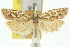  ( - 11ANIC-10336)  @11 [ ] CreativeCommons - Attribution (2011) ANIC/CBG Photography Group Centre for Biodiversity Genomics