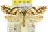  (Tortrix technica - 11ANIC-10340)  @14 [ ] CreativeCommons - Attribution (2011) ANIC/CBG Photography Group Centre for Biodiversity Genomics