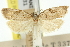  ( - 11ANIC-10343)  @11 [ ] CreativeCommons - Attribution (2011) ANIC/CBG Photography Group Centre for Biodiversity Genomics