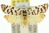  (Tortrix campylosticha - 11ANIC-10352)  @14 [ ] CreativeCommons - Attribution (2011) ANIC/CBG Photography Group Centre for Biodiversity Genomics