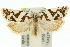  (Tortrix oriarcha - 11ANIC-10354)  @15 [ ] CreativeCommons - Attribution (2011) ANIC/CBG Photography Group Centre for Biodiversity Genomics