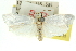  ( - 11ANIC-10380)  @13 [ ] CreativeCommons - Attribution (2011) ANIC/CBG Photography Group Centre for Biodiversity Genomics