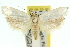  ( - 11ANIC-10392)  @13 [ ] CreativeCommons - Attribution (2011) ANIC/CBG Photography Group Centre for Biodiversity Genomics