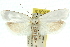  ( - 11ANIC-10406)  @13 [ ] CreativeCommons - Attribution (2011) ANIC/CBG Photography Group Centre for Biodiversity Genomics