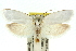  ( - 11ANIC-10407)  @13 [ ] CreativeCommons - Attribution (2011) ANIC/CBG Photography Group Centre for Biodiversity Genomics