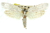  ( - 11ANIC-10423)  @11 [ ] CreativeCommons - Attribution (2011) ANIC/CBG Photography Group Centre for Biodiversity Genomics