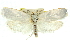  ( - 11ANIC-10429)  @12 [ ] CreativeCommons - Attribution (2011) ANIC/CBG Photography Group Centre for Biodiversity Genomics