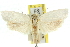  ( - 11ANIC-10432)  @13 [ ] CreativeCommons - Attribution (2011) ANIC/CBG Photography Group Centre for Biodiversity Genomics