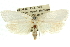  ( - 11ANIC-10434)  @13 [ ] CreativeCommons - Attribution (2011) ANIC/CBG Photography Group Centre for Biodiversity Genomics