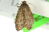 (Tortrix adoxodes - 11ANIC-10463)  @12 [ ] CreativeCommons - Attribution (2011) ANIC/CBG Photography Group Centre for Biodiversity Genomics