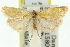  (Tortrix concolorana - 11ANIC-10471)  @11 [ ] CreativeCommons - Attribution (2011) ANIC/CBG Photography Group Centre for Biodiversity Genomics