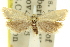  (Tortrix sp. ANIC10 - 11ANIC-10475)  @11 [ ] CreativeCommons - Attribution (2011) ANIC/CBG Photography Group Centre for Biodiversity Genomics
