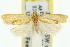  ( - 11ANIC-10478)  @14 [ ] CreativeCommons - Attribution (2011) ANIC/CBG Photography Group Centre for Biodiversity Genomics
