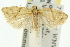  ( - 11ANIC-10479)  @14 [ ] CreativeCommons - Attribution (2011) ANIC/CBG Photography Group Centre for Biodiversity Genomics