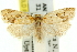  ( - 11ANIC-10480)  @15 [ ] CreativeCommons - Attribution (2011) ANIC/CBG Photography Group Centre for Biodiversity Genomics