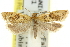  ( - 11ANIC-10484)  @11 [ ] CreativeCommons - Attribution (2011) ANIC/CBG Photography Group Centre for Biodiversity Genomics