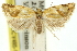  ( - 11ANIC-10485)  @14 [ ] CreativeCommons - Attribution (2011) ANIC/CBG Photography Group Centre for Biodiversity Genomics