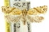  ( - 11ANIC-10487)  @14 [ ] CreativeCommons - Attribution (2011) ANIC/CBG Photography Group Centre for Biodiversity Genomics