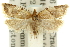  (Merophyas tenuifascia - 11ANIC-10495)  @11 [ ] CreativeCommons - Attribution (2011) ANIC/CBG Photography Group Centre for Biodiversity Genomics