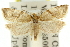  ( - 11ANIC-10496)  @11 [ ] CreativeCommons - Attribution (2011) ANIC/CBG Photography Group Centre for Biodiversity Genomics