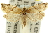  ( - 11ANIC-10497)  @11 [ ] CreativeCommons - Attribution (2011) ANIC/CBG Photography Group Centre for Biodiversity Genomics