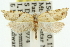  ( - 11ANIC-10499)  @11 [ ] CreativeCommons - Attribution (2011) ANIC/CBG Photography Group Centre for Biodiversity Genomics
