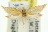  ( - 11ANIC-10501)  @11 [ ] CreativeCommons - Attribution (2011) ANIC/CBG Photography Group Centre for Biodiversity Genomics