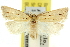  (Merophyas calculata - 11ANIC-10502)  @13 [ ] CreativeCommons - Attribution (2011) ANIC/CBG Photography Group Centre for Biodiversity Genomics