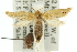  ( - 11ANIC-10503)  @12 [ ] CreativeCommons - Attribution (2011) ANIC/CBG Photography Group Centre for Biodiversity Genomics