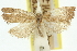  (Tortrix haplopolia - 11ANIC-10519)  @11 [ ] CreativeCommons - Attribution (2011) ANIC/CBG Photography Group Centre for Biodiversity Genomics