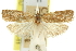  ( - 11ANIC-10521)  @11 [ ] CreativeCommons - Attribution (2011) ANIC/CBG Photography Group Centre for Biodiversity Genomics
