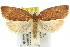  (Tortrix arcaria - 11ANIC-10523)  @14 [ ] CreativeCommons - Attribution (2011) ANIC/CBG Photography Group Centre for Biodiversity Genomics