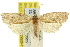  (Tortrix - 11ANIC-10529)  @15 [ ] CreativeCommons - Attribution (2011) ANIC/CBG Photography Group Centre for Biodiversity Genomics