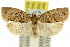  ( - 11ANIC-10530)  @11 [ ] CreativeCommons - Attribution (2011) ANIC/CBG Photography Group Centre for Biodiversity Genomics