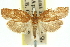 ( - 11ANIC-10535)  @15 [ ] CreativeCommons - Attribution (2011) ANIC/CBG Photography Group Centre for Biodiversity Genomics