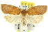  ( - 11ANIC-10536)  @14 [ ] CreativeCommons - Attribution (2011) ANIC/CBG Photography Group Centre for Biodiversity Genomics