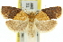  ( - 11ANIC-10539)  @15 [ ] CreativeCommons - Attribution (2011) ANIC/CBG Photography Group Centre for Biodiversity Genomics