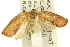  ( - 11ANIC-10541)  @13 [ ] CreativeCommons - Attribution (2011) ANIC/CBG Photography Group Centre for Biodiversity Genomics