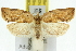  ( - 11ANIC-10543)  @11 [ ] CreativeCommons - Attribution (2011) ANIC/CBG Photography Group Centre for Biodiversity Genomics