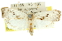  ( - 11ANIC-10570)  @11 [ ] CreativeCommons - Attribution (2011) ANIC/CBG Photography Group Centre for Biodiversity Genomics