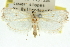  ( - 11ANIC-10571)  @11 [ ] CreativeCommons - Attribution (2011) ANIC/CBG Photography Group Centre for Biodiversity Genomics