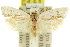  ( - 11ANIC-10574)  @11 [ ] CreativeCommons - Attribution (2011) ANIC/CBG Photography Group Centre for Biodiversity Genomics