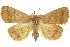  ( - 11ANIC-10613)  @11 [ ] CreativeCommons - Attribution (2011) ANIC/CBG Photography Group Centre for Biodiversity Genomics