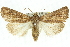  ( - 11ANIC-10625)  @11 [ ] CreativeCommons - Attribution (2011) ANIC/CBG Photography Group Centre for Biodiversity Genomics