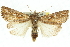  ( - 11ANIC-10626)  @11 [ ] CreativeCommons - Attribution (2011) ANIC/CBG Photography Group Centre for Biodiversity Genomics