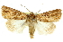  ( - 11ANIC-10627)  @11 [ ] CreativeCommons - Attribution (2011) ANIC/CBG Photography Group Centre for Biodiversity Genomics