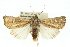  ( - 11ANIC-10628)  @11 [ ] CreativeCommons - Attribution (2011) ANIC/CBG Photography Group Centre for Biodiversity Genomics